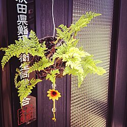 玄関/入り口/観葉植物/『和』/ガーデニングのインテリア実例 - 2015-11-30 15:52:05