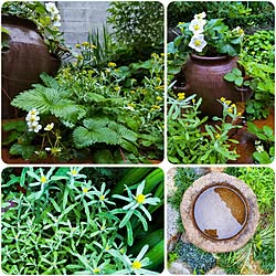 玄関/入り口/丁寧な暮らし/継続は力なり/薬草菜園/今朝の庭...などのインテリア実例 - 2023-04-12 13:01:50