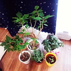 部屋全体/植物/日替わり投稿企画!木曜日/趣味スペース/一人暮らし 1K...などのインテリア実例 - 2017-06-09 06:32:59