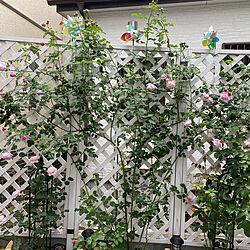 ガーデンフェンス/バラの庭/バラ大好き♡/バラが好き/ガーデン...などのインテリア実例 - 2021-05-23 16:13:00