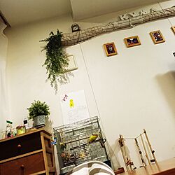 壁/天井/フェイクグリーンのインテリア実例 - 2016-04-03 20:11:39