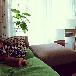 リビング/ウンベラータ♡/こどもと暮らす。/IKEA/観葉植物のインテリア実例 - 2016-09-02 00:02:02