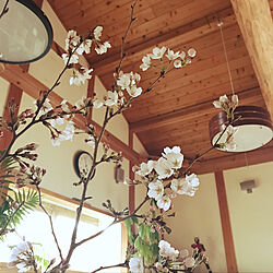 壁/天井/庭の桜/桜のインテリア実例 - 2018-03-22 17:05:33