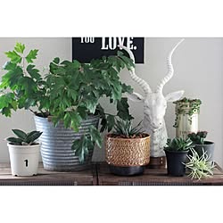 棚/観葉植物/植物/ブログしてます/雑貨...などのインテリア実例 - 2015-02-05 22:32:54