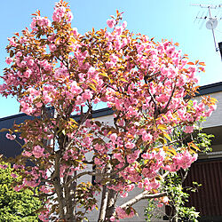 八重桜/桜/花のある暮らし/季節を楽しむ暮らし/野鳥の来る庭...などのインテリア実例 - 2021-05-12 15:29:44