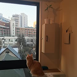 壁/天井/一人暮らし/ねこのいる日常/ねこと暮らす/ねこと暮らす。...などのインテリア実例 - 2017-03-28 07:56:22