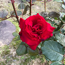 こんこん積もる雪/去年の5月の薔薇/今年もよろしくお願いします☻/気分を変えて★/吹雪2℃...などのインテリア実例 - 2022-02-16 16:30:55