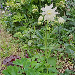 玄関/入り口/庭/建売り一戸建て/宿根草が好き/お花大好き♡...などのインテリア実例 - 2020-05-07 23:22:12