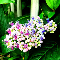 今年も綺麗に咲いてます/常山紫陽花/北玄関花壇/紫陽花/ベッド周りのインテリア実例 - 2020-06-24 21:46:47