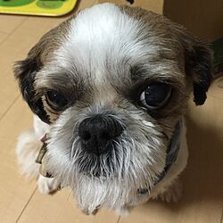 我が家の犬のインテリア実例 - 2016-08-27 19:52:15
