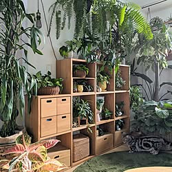 新生活/植物のある暮らし/円形ラグ/観葉植物のある暮らし/北欧ナチュラルインテリア...などのインテリア実例 - 2024-02-08 09:42:26