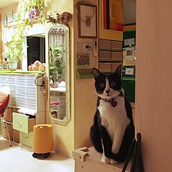 リビング/アート/猫/ねこ部/カラフル...などのインテリア実例 - 2014-12-12 17:44:02