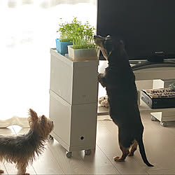 セシルがあっ！て感じでした/こどもと暮らす/シニア犬と暮らす/ハムスターと暮らす/豆苗栽培...などのインテリア実例 - 2021-02-18 16:34:49