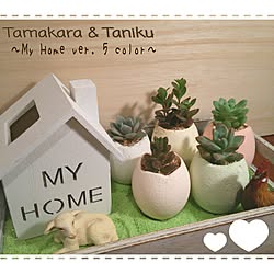 部屋全体/ハンドメイド雑貨/ダイソー/サボテン/多肉植物♡...などのインテリア実例 - 2017-01-23 14:52:52