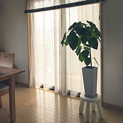 部屋全体/観葉植物のインテリア実例 - 2017-03-07 14:09:53