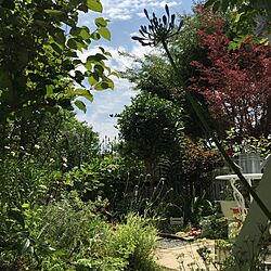 植物/砂利の小道DIY/ガーデン/手作りの庭/ガーデニング...などのインテリア実例 - 2016-06-18 11:38:54