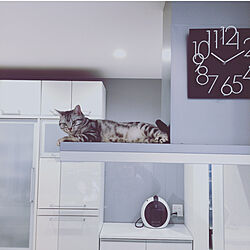 猫スペース/平屋/キッチンのインテリア実例 - 2020-04-11 09:37:38