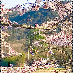 今日は何日？/鯉のぼり/お雛様/桜の季節/桜...などのインテリア実例 - 2023-04-04 01:25:20