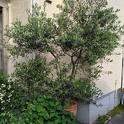 庭/癒し/オリーブの木/シンボルツリーはオリーブのインテリア実例 - 2021-05-10 06:13:43