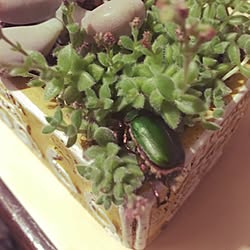 玄関/入り口/カナブン/多肉植物/いいね！押し逃げばかりでごめんなさい。/フォローの押し逃げお許し下さい★...などのインテリア実例 - 2016-08-31 20:19:26