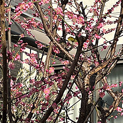 鶯と梅の花、春ですね〜/玄関/入り口のインテリア実例 - 2022-02-24 23:28:00