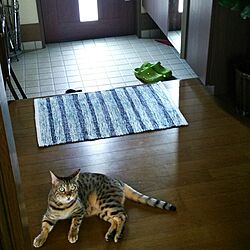 玄関/入り口/ねこのいる風景/猫ばかりですみませんのインテリア実例 - 2016-11-15 00:02:31