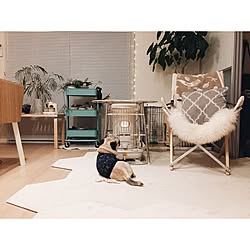 ホワイトインテリア/IKEA/犬と暮らす/パグ/賃貸...などのインテリア実例 - 2017-03-02 21:42:16