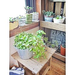 部屋全体/すのこ/観葉植物/3COINS/多肉植物...などのインテリア実例 - 2014-05-13 19:41:08