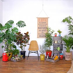 観葉植物/TRIM/壁/天井/グリーンのある暮らし/椅子...などのインテリア実例 - 2016-02-02 12:02:09