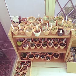 棚/多肉植物/DIY/多肉棚整理/植物のインテリア実例 - 2015-03-15 00:54:14