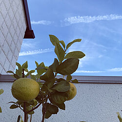 レモンの木/壁/天井のインテリア実例 - 2020-12-10 20:29:01