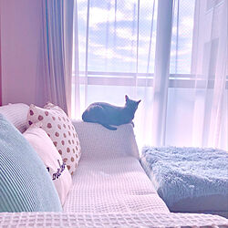 猫の日/クッション/IKEA/好きな風景/猫と暮らす...などのインテリア実例 - 2023-02-22 07:25:59
