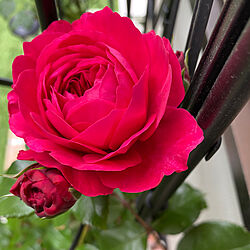 花のある暮らし/ローズガーデン目指して/癒しの空間/花壇ＤＩＹ/薔薇...などのインテリア実例 - 2023-05-20 07:11:19