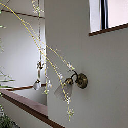 オリヅルランの花/玄関/入り口のインテリア実例 - 2020-06-05 00:40:36