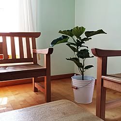 部屋全体/植物/ウンベラータ/IKEA/バケツ...などのインテリア実例 - 2016-05-24 08:21:55