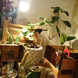 棚/植物/一人暮らし/照明/DIY...などのインテリア実例 - 2015-11-07 21:41:06