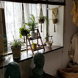 部屋全体/観葉植物のある暮らし/植物のある暮らし/イベント参加/出窓のグリーン...などのインテリア実例 - 2022-08-22 09:25:54