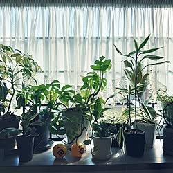 リビング/観葉植物/グリーンのある暮らし/植物のある暮らし/窓際のグリーン...などのインテリア実例 - 2023-07-20 08:24:43