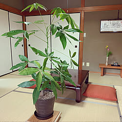 成長注意！！/100均観葉植物/百均/100均/パキラ...などのインテリア実例 - 2021-01-19 11:52:32