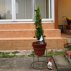 玄関/入り口/小さなツリーのインテリア実例 - 2013-11-06 17:00:14