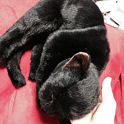 部屋全体/黒猫ちゃん♡/猫/ぬいぐるみのインテリア実例 - 2014-07-30 14:06:25