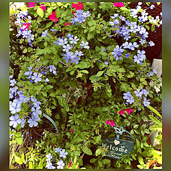 玄関先ガーデン/ブルーのルリマツリ/みなさんの優しさに感謝❤️/見て頂きありがとうございます⑅︎◡̈︎*/植物が好き...などのインテリア実例 - 2021-10-15 07:44:16