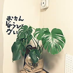 リビング/NO GREEN NO LIFE/観葉植物/観葉植物のある暮らし/マンションインテリア...などのインテリア実例 - 2018-08-03 21:34:49