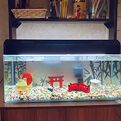 金魚のいる暮らし/水槽のある部屋/アクアリウムのある暮らし/琉金/キッチン...などのインテリア実例 - 2021-04-25 21:46:31