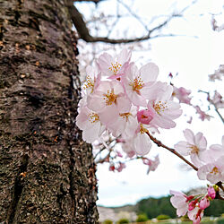 さくら/桜満開♡/近所の桜が咲いたから♡/花のある風景/春ですね✿...などのインテリア実例 - 2022-03-30 16:44:52