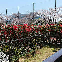 桜のインテリア実例 - 2019-04-05 00:14:49