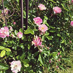 ピンクサマースノー/薔薇/ガーデン/お庭/花のある暮らし...などのインテリア実例 - 2016-05-22 17:17:24