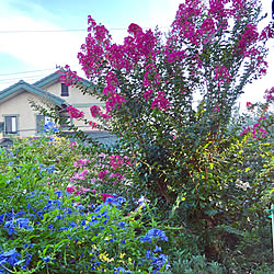 さるすべり/癒し/癒しの空間/お庭の花達のインテリア実例 - 2019-09-30 15:12:42