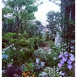 玄関/入り口/バラ大好き♡/東側の庭/ガーデン/庭...などのインテリア実例 - 2017-05-10 19:08:46