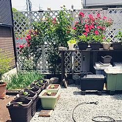 庭/ナチュラル/ガーデニング/バラの庭/庭DIY...などのインテリア実例 - 2021-05-04 11:52:21